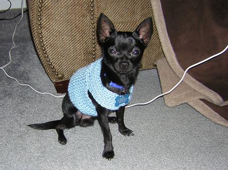 fancy_dog_sweater.jpg